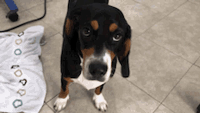 a black and brown dog looking up at the camera