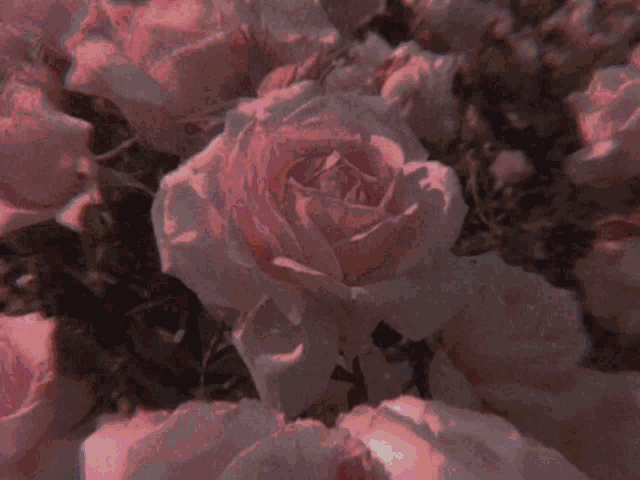 a bunch of roses with the words seni goodk and seviyorum