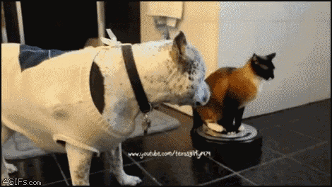 Cats Dogs GIF - Cats Dogs Vacuum GIFs
