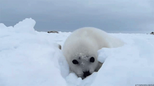 Cute Seal GIF - Cute Seal Snow GIFs