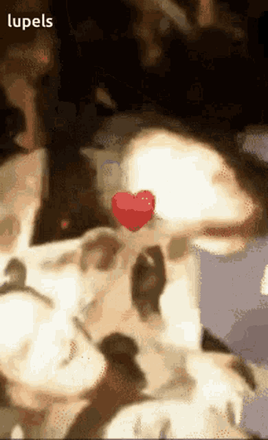 a picture of a dog with a heart in its mouth and the word lupels on the bottom right