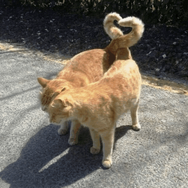 two cats are standing next to each other and one has a tail that is shaped like a heart