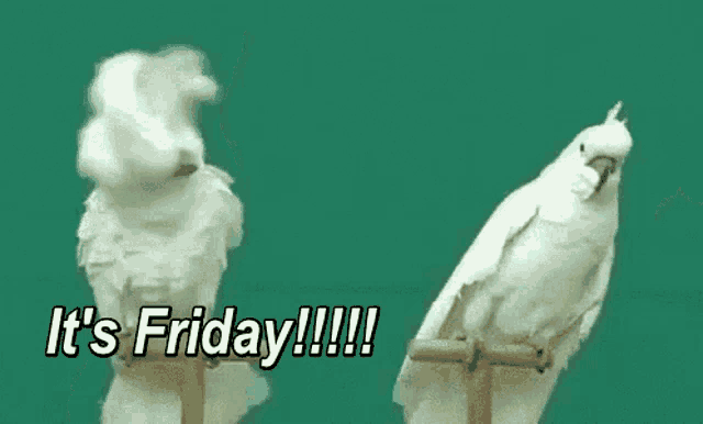 two white birds standing next to each other with the words " it 's friday !!! " written below them