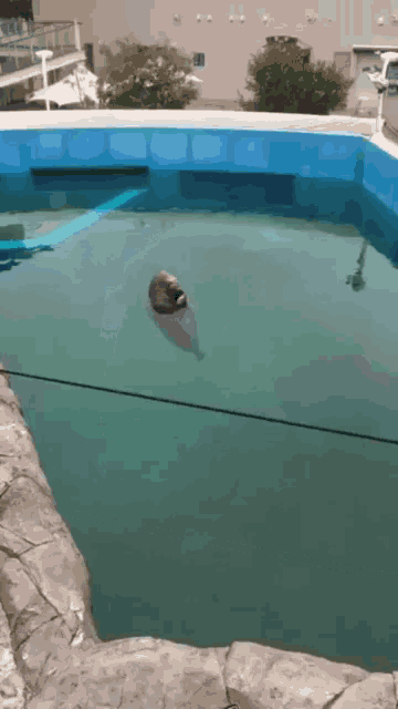 Walrus Spinning GIF - Walrus Spinning GIFs
