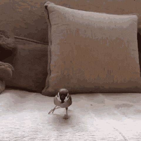 a small bird standing on its hind legs on a bed next to a pillow