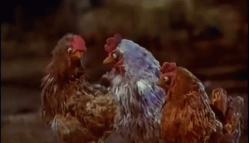 Chickens Devil Went Down To Georgia GIF - Chickens Devil Went Down To Georgia Nod GIFs