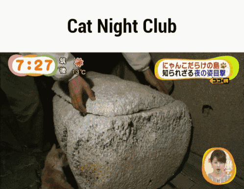 Cat Nightclub GIF - Cat Nightclub Japan GIFs