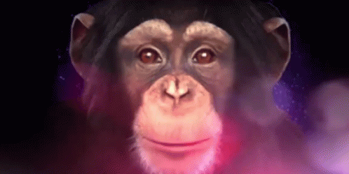 Dragueur Chimp GIF - Dragueur Chimp Monkey GIFs