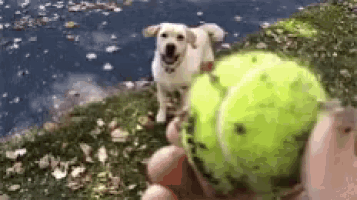 a person is holding a tennis ball in front of a white dog .