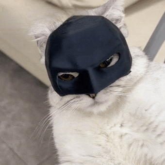 a white cat wearing a black batman mask looks at the camera