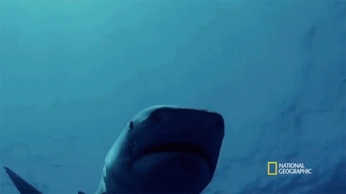 Looking For Food A Case Of Mistaken Identity GIF - Looking For Food A Case Of Mistaken Identity Shark Vs Surfer GIFs