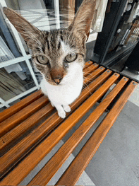 a cat is sitting on a wooden bench looking at the camera