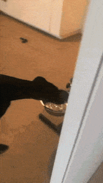Dog Greyhound GIF - Dog Greyhound Drinking Water GIFs