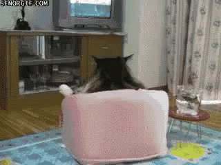 Cat Watching GIF - Cat Watching Tv GIFs