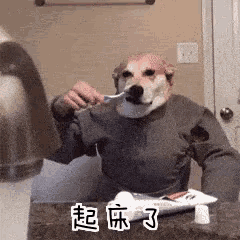 a dog is brushing its teeth with a toothbrush while wearing a sweater .