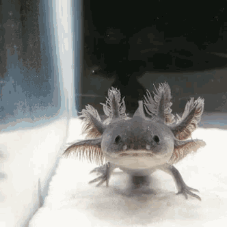 a small axolotl is looking at the camera with a serious look on its face