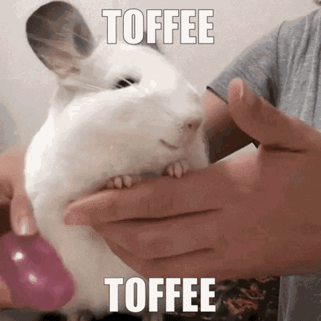 Toffee Thetoffeeapple GIF - Toffee Thetoffeeapple Chinchilla GIFs