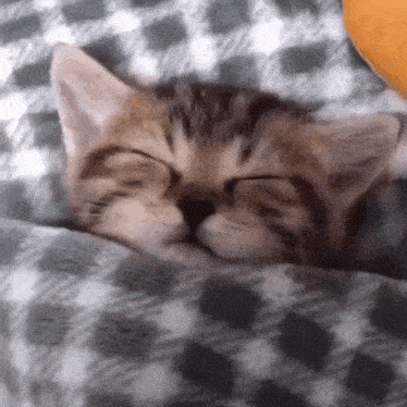 a kitten is sleeping on a blanket on a bed .