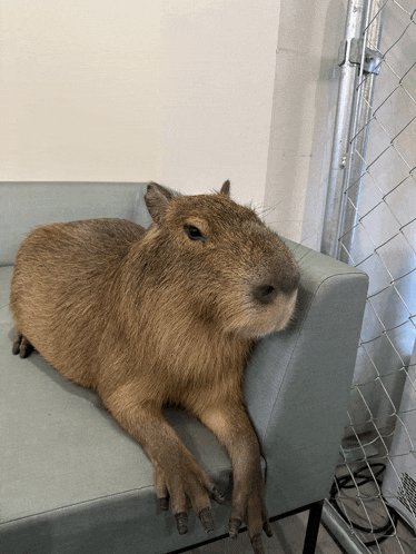 a capybara is laying on a couch with its head resting on the arm