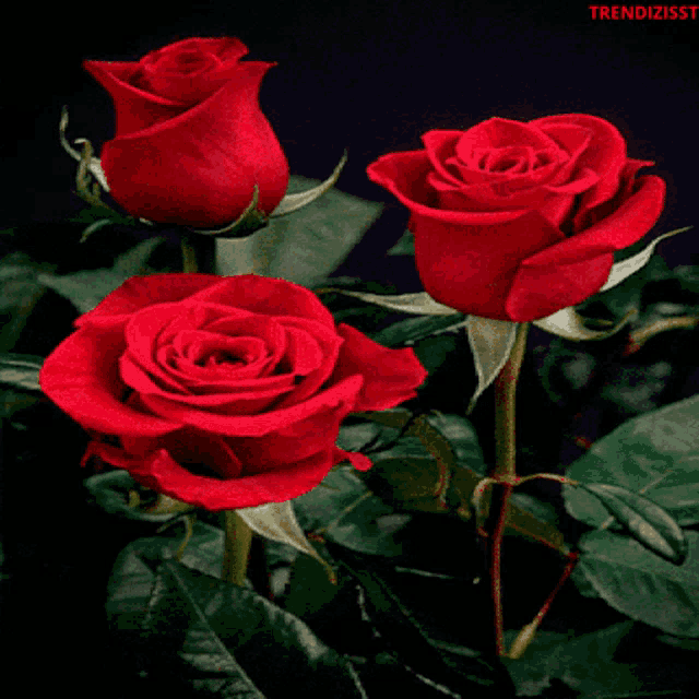 three red roses are surrounded by green leaves and the word trendizisst is on the bottom right