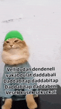 a cat wearing a green hat and a blue shirt is sitting down .