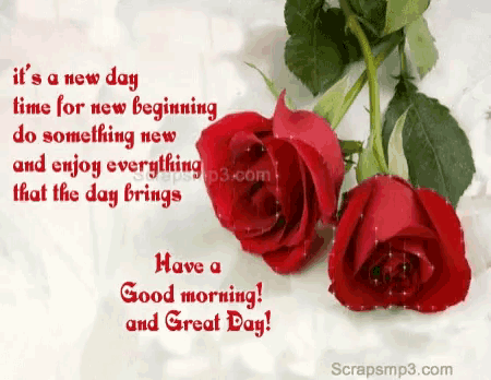 a picture of two red roses with a message that says have a good morning and great day
