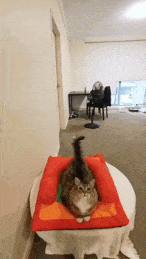 a cat is laying on a colorful cushion on a table