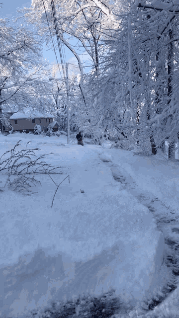 a snowy street with a house in the background and trees covered in snow
