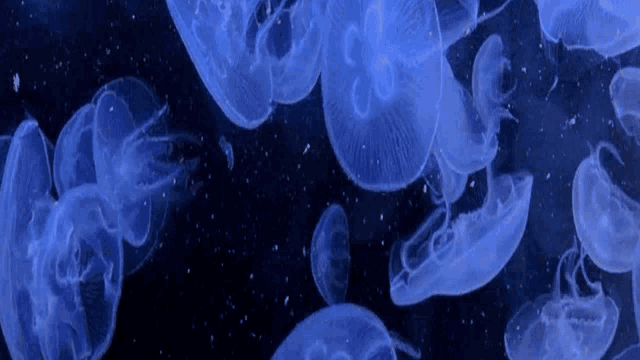 a group of blue jellyfish are swimming in the dark water