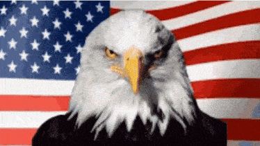 a bald eagle with an american flag in the background