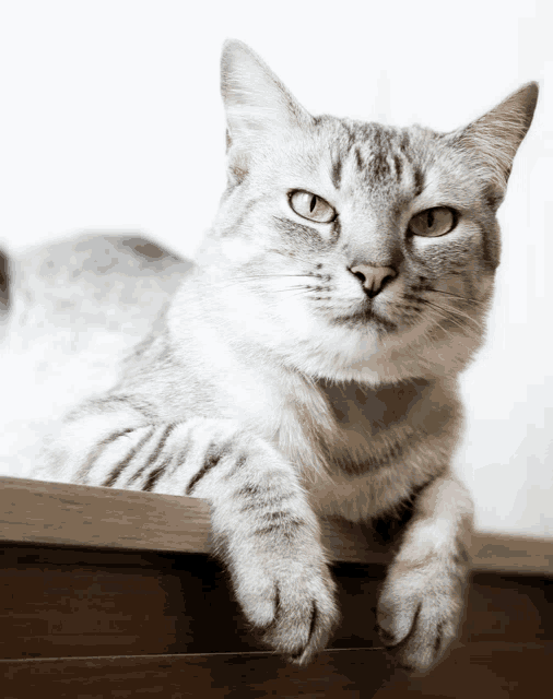a close up of a cat 's face and paws