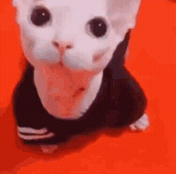 Bingus Cute GIF - Bingus Cute Cat GIFs