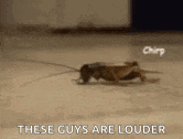 a close up of a grasshopper on the floor with the words `` these guys are louder '' .