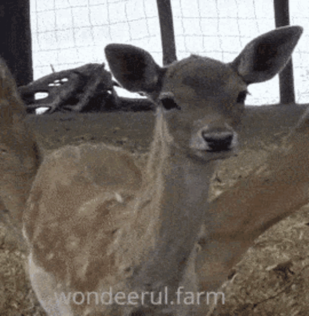 Deer Fawn GIF - Deer Fawn Sniffing GIFs