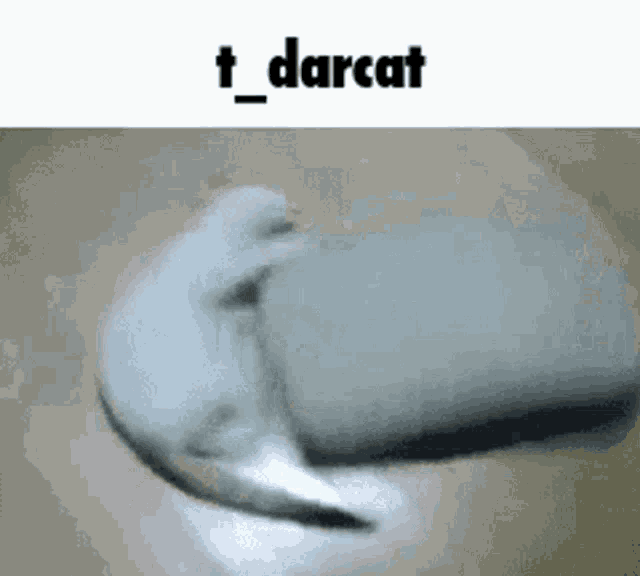 a gif of a cat eating a piece of soap with the words t darcat below it .