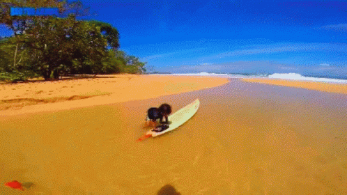 Surf Board Ocean GIF - Surf Board Ocean Beach GIFs