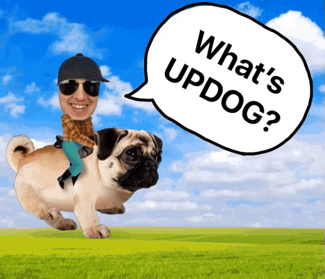 Kitboga Whats Updog GIF