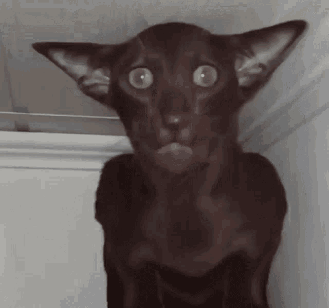 a close up of a black cat with a surprised look on his face