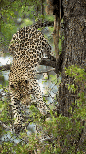 Leopard Cheetah GIF - Leopard Cheetah GIFs