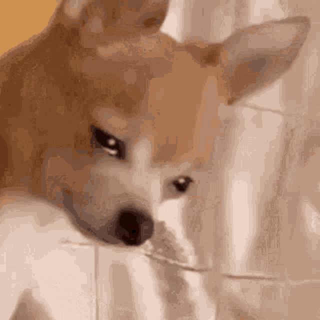 Sad Dog GIF - Sad Dog GIFs