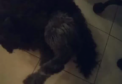 Rascar Black Doggie GIF - Rascar Black Doggie Cute GIFs
