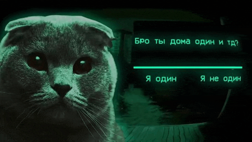 a cat is standing in front of a sign that says bro ты дома один и td
