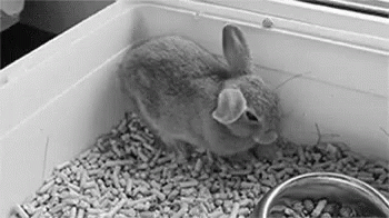 Bunny Rabbit GIF - Bunny Rabbit Tired GIFs