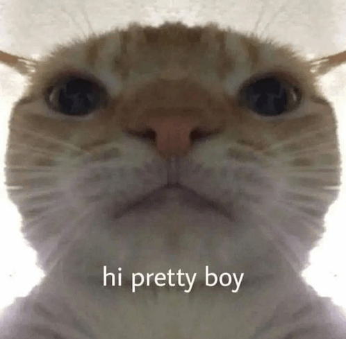 Hi Pretty Boy Cat GIF - Hi Pretty Boy Cat GIFs