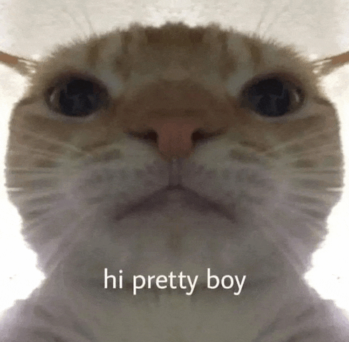 a close up of a cat 's face with the words hi pretty boy above it