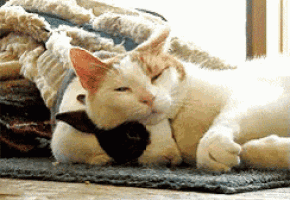 a white cat laying on a rug with a black cat on its back
