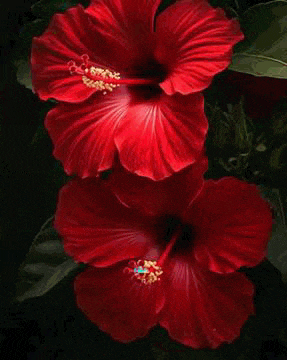 a greeting card with red flowers and the words `` bonjour bann journen ''