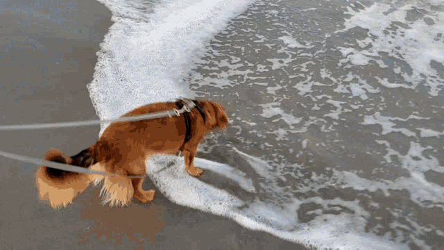 a dog on a leash walking into the water