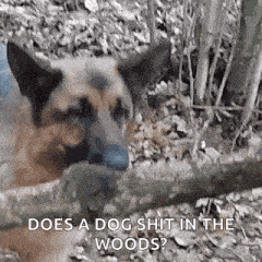 a german shepherd is eating a stick in the woods .