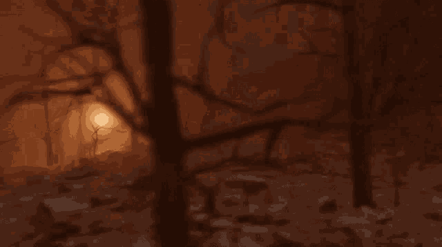 a blurry picture of a forest with trees and a light in the background